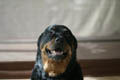Taz sitting up on the spa for his portrait (50mm, f/1.4, 1/500 sec) <!--107_0724 - 107_0727.CRW-->
