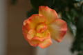 Yellow Rose with Red Tips (50mm, f/2.0, 1/2000 sec)<!--CRW_1773.CRW-->
