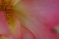 Inside of a rose (100mm macro, f/2.8, 1/100 sec) <!--CRW_1851.CRW-->