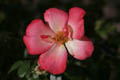 Mid-life Pink and White Rose (50mm, f/2.8, 1/4000 sec) <!--106_0699.CRW-->
