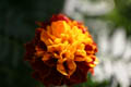 Marigold up close (100mm macro, f/2.8, 1/250 sec)<!--CRW_1846.CRW-->