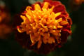 Marigold up closer (100mm macro, f/2.8, 1/250 sec)<!--CRW_1847.CRW-->
