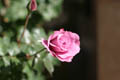 A shot of a Mauve coloured rose (ISO 100, 50mm f/2.8 1/1000 sec) <!--106_0662.CRW-->
