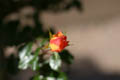Opening Red and Yellow Rose Blossom (50mm, f/2.2, 1/4000 sec) <!--107_0710.CRW-->
