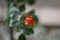 Opening Red and Yellow Rose Blossom (50mm, f/1.4, 1/800 sec) <!--107_0730.CRW-->
