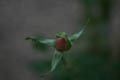 Peach Rose Blossom from Above, still partially covered (50mm, f/1.4, 1/500 sec) <!--107_0707.CRW-->
