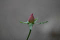 Another Peach Rose Blossom from the side (50mm, f/1.4, 1/800 sec) <!--107_0708.CRW-->
