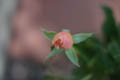 Peach Rose Blossom from the top (50mm, f/1.4, 1/500 sec) <!--107_0709.CRW-->
