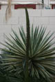Phallic spiny new plant in the backyard (50mm, f/8.0, 1/60 sec)<!--CRW_1866.CRW-->