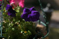 Purple Flower (50mm, f/2.8, 1/1600 sec) <!--107_0712.CRW-->
