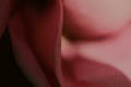 Side of a rose up close (100mm macro, f/2.8, 1/2000 sec)<!--CRW_1850.CRW-->