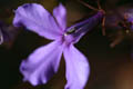 Single Violet (100mm macro, f/2.8, 1/200 sec)<!--CRW_1852.CRW-->