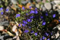 Wild Violets with small depth of field (50mm, f/2.2, 1/4000 sec) <!--106_0647.CRW-->
