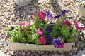 Tray of various flowers (50mm, f/8.0, 1/60 sec) <!--107_0711.CRW-->
