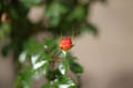 Ready to bloom red and yellow rose (50mm, f/2.8, 1/250 sec) <!--107_0701.CRW-->
