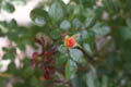 Pre-bloom Yellow and Red Rose (50mm, f/1.4, 1/4000 sec) <!--107_0702.CRW-->
