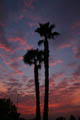 Twilight Palms at Night (Daylight, 1/50, 24mm Focal Length, f/3.5, ISO 100)