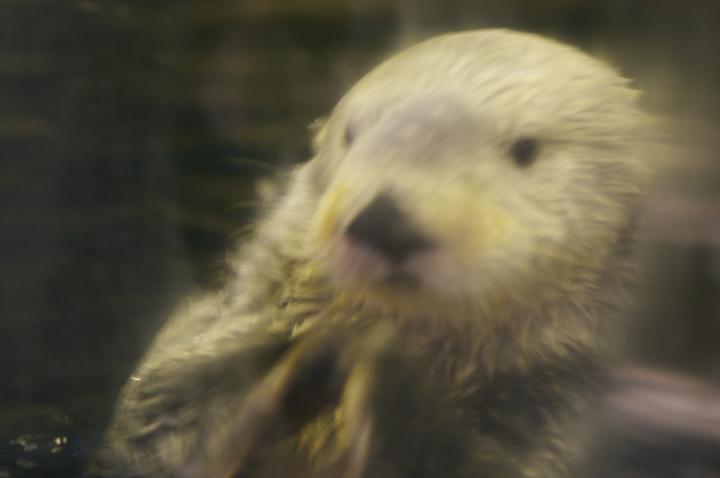 He would rub on the glass and look like a small dog trying to motion to open the door.