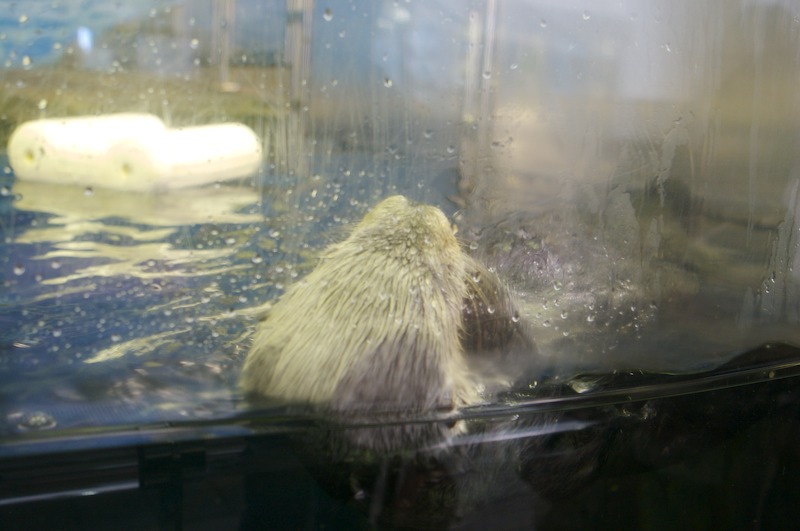Swimming back towards the glass, he is still avoiding the camera.
