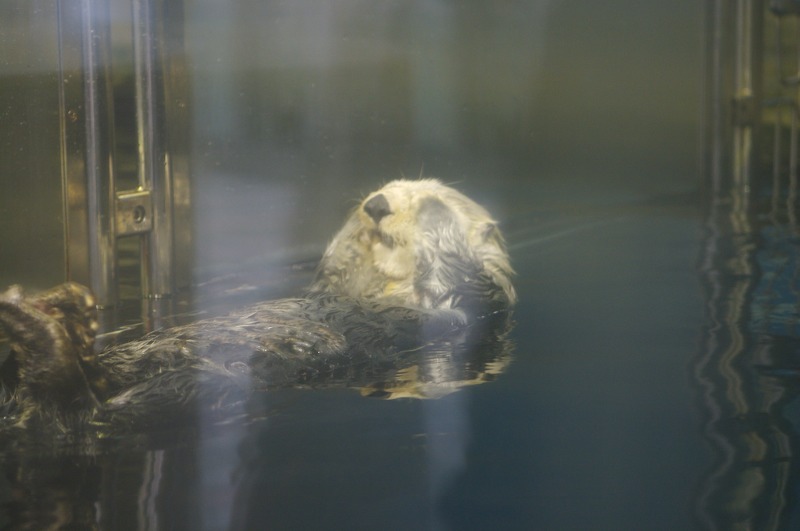 We found out later that this second sea otter was the father of the first. He enjoys laying on his back and stroking his face.