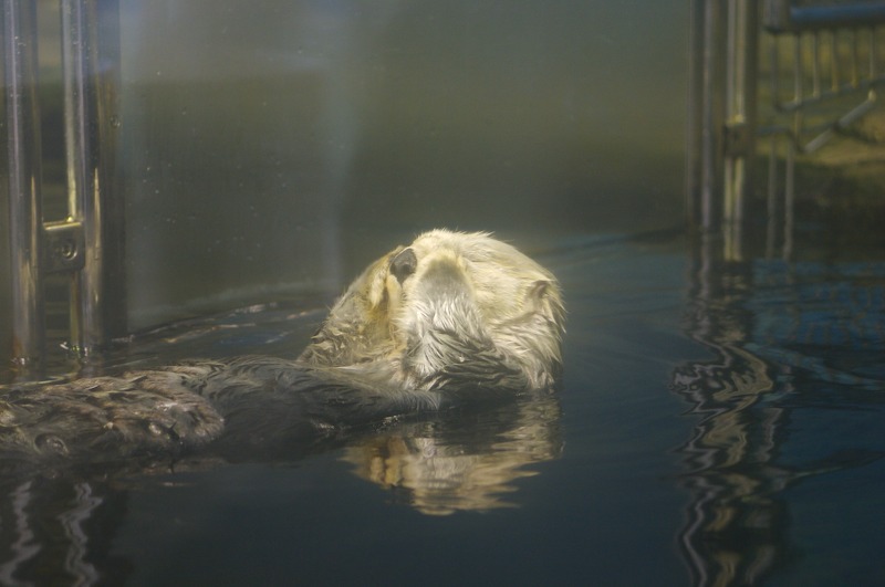 No, really, check out that rubbing motion. He didn't move until his son was getting fed and putting on the sea otter show later.