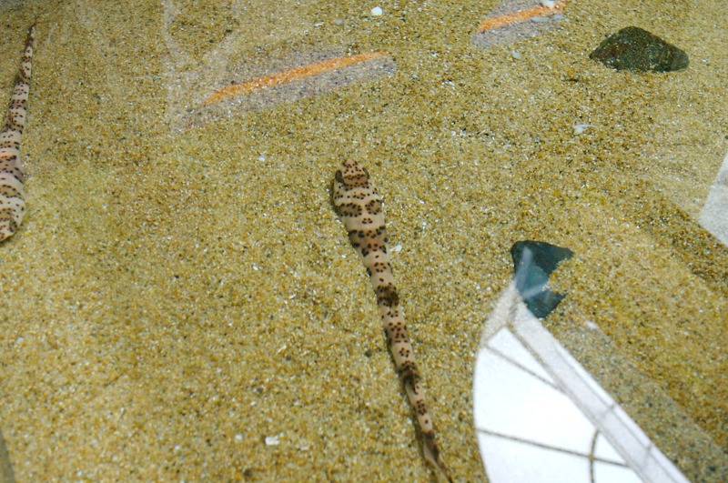 Interesting eel like thing that would shimmy itself under the sand.