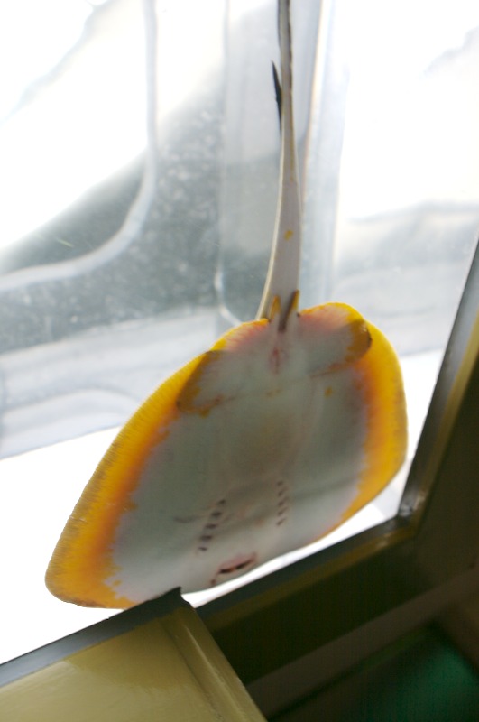 The belly of another manta-ray in the overhead tank.