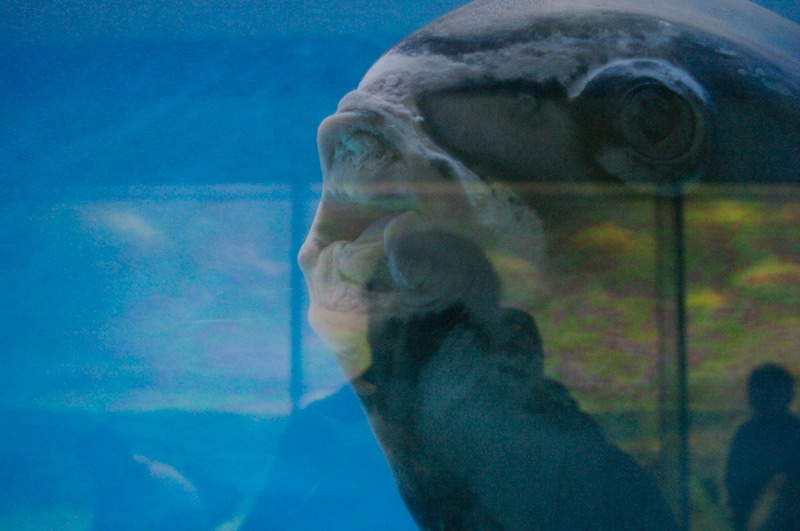 A closer view of the sunfish's mouth and eye.