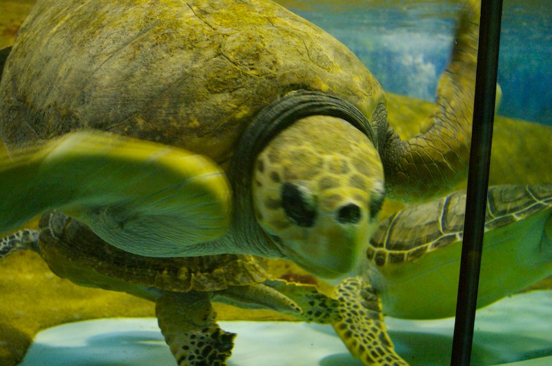 Very large turtles for Courtny.