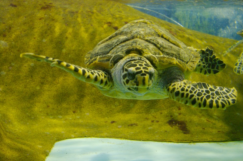A smaller, more photogenic turtle.