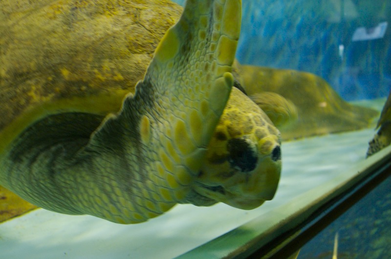 Trying to capture a good picture of the larger turtle again, he waves at me with his front right arm.