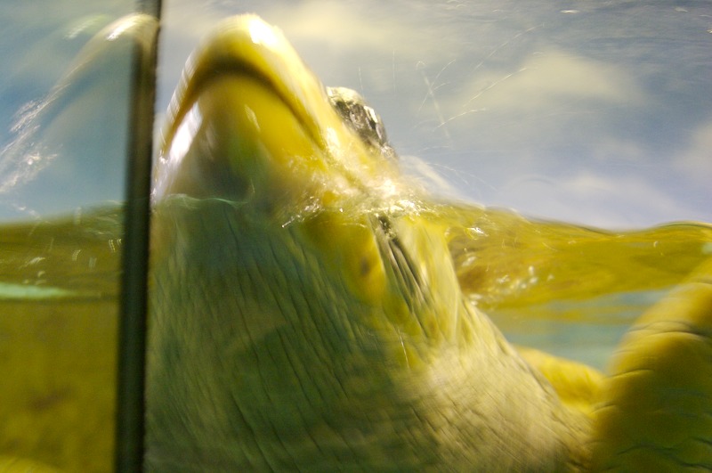 Coming up for some fresh air, the turtle pops his head up out of the water.