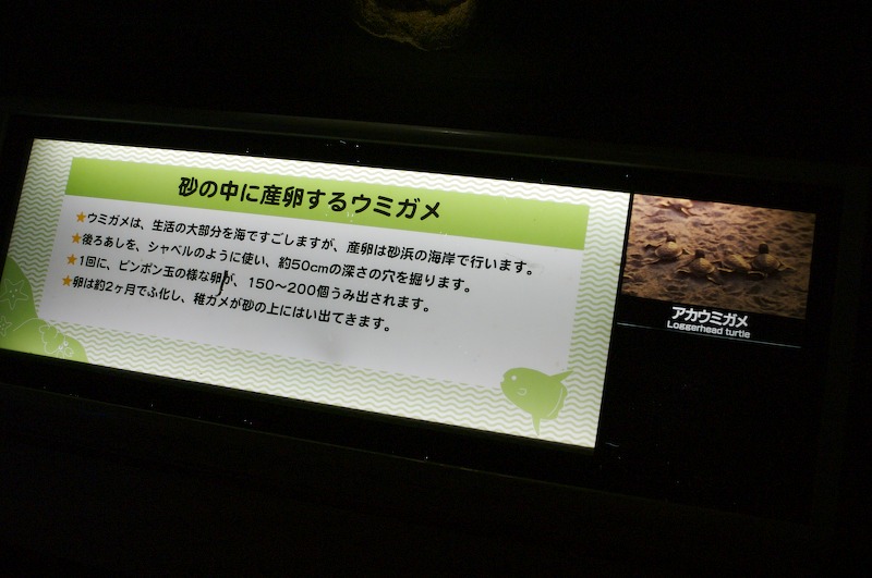 A plaque next to the turtle tank for Loggerhead turtles. I'm honestly not sure if they were the same type or not as right above this plaque was a small "sand beach" void of turtles.