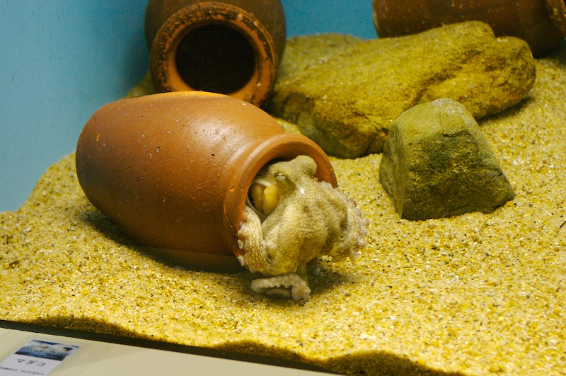 A small octopus hiding in a ceramic pot. Urushidani-san explained to us that Japanese fisherman will cast out the pots on a line in a group and come back 1-2 days later to fish up octopus.