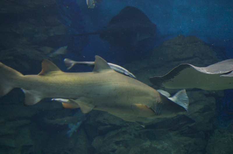 A shark and manta ray appear about ready to collide.