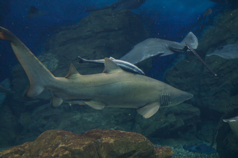 This shark has made a friend. At first, I thought this other fish was laying on top of the shark, "passed out" if you will. But, then I saw it shift around. I think it is an example of the symbiotic life of a cleaner fish and shark.