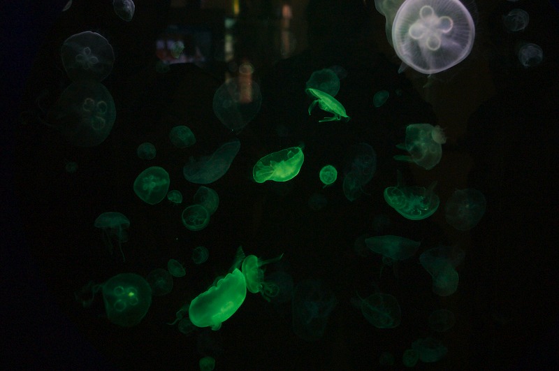 Jellyfish! They looked rather neat.