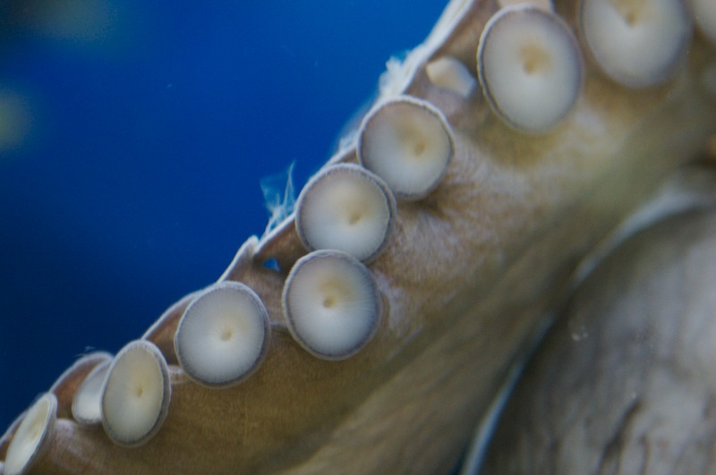 Check out those tentacles.