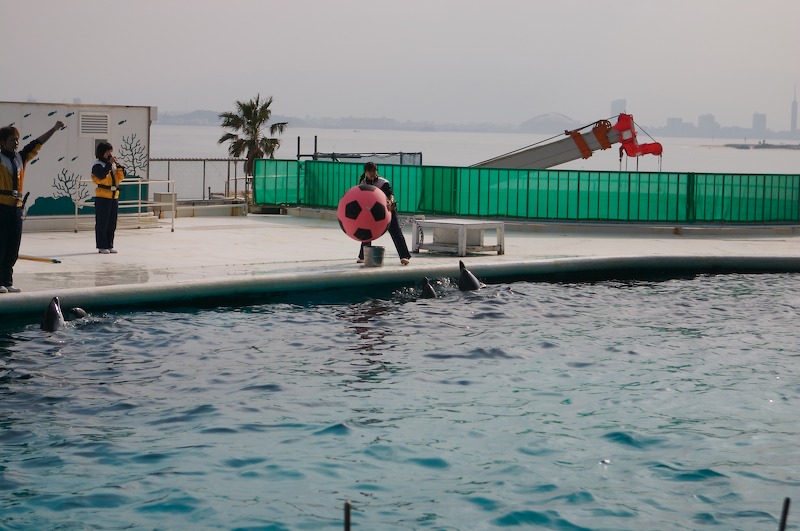 Ah, a dolphin show. We caught the 2nd half of the show.