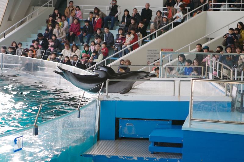 The smaller of 3 pairs of dolphins checking out the audience.