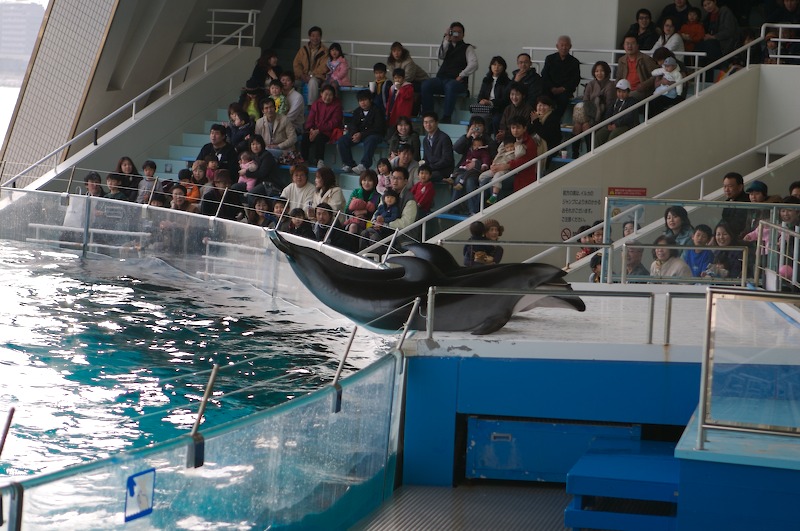 The dolphins hold their pose for quite some time.