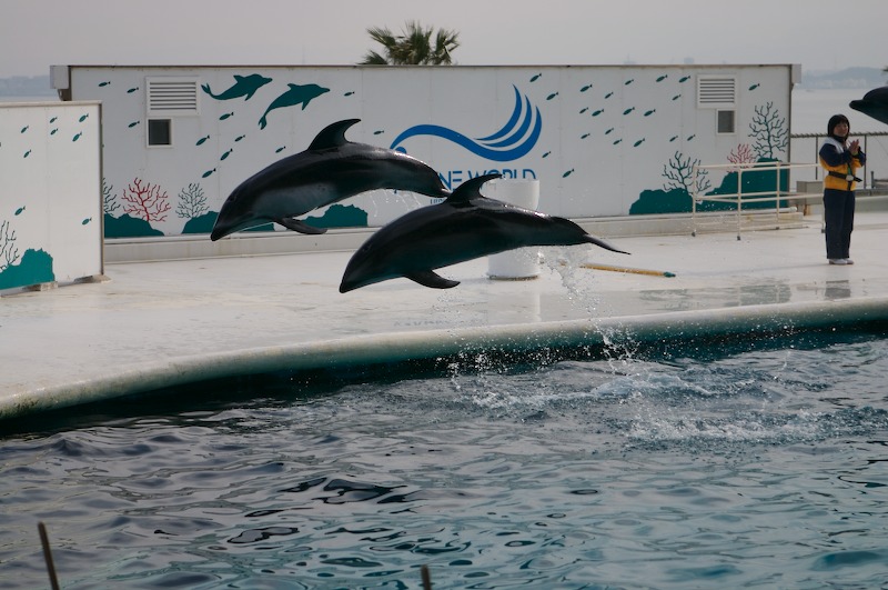 A pair of the dolphins jumping, either I missed the other pair or they were late.