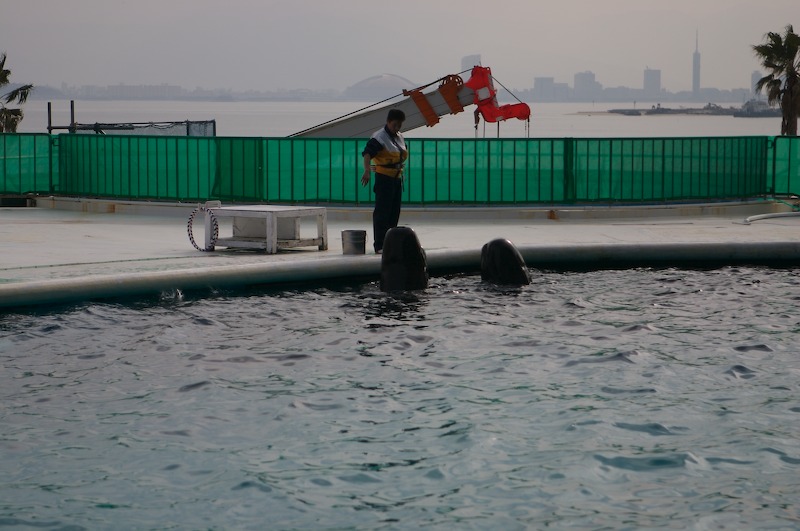Hidden in the background with this trainer are two very large dolphins (at least, I think they're dolphins and not small whales).