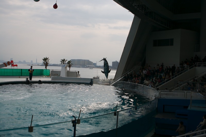 I wasn't exactly expecting it, but this dolphin jumped up to hit the punching bag at the top of the photo and is going back down.