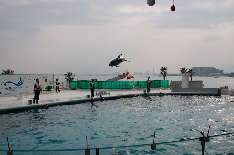 Now they're doing jumping tricks, one at a time.