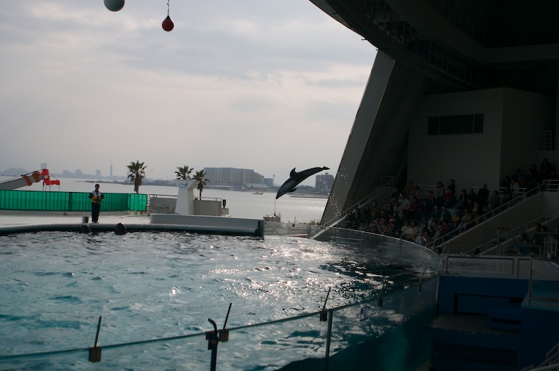 I can't remember what this dolphin's trick was.