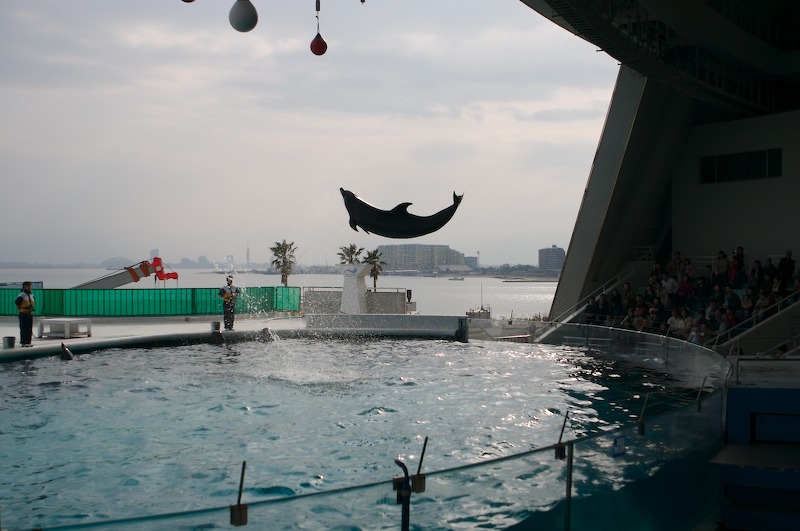 I think this dolphin was doing a backflip.