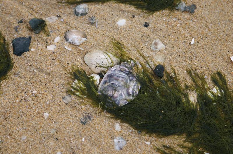 An interesting clump of seaweed and a shell. We're wasting some time waiting on the ferry to arrive.