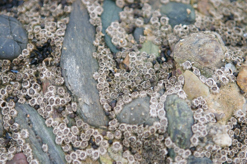 I'm not sure what it is, growing here on some of the rocks and dock; but it looked interesting.