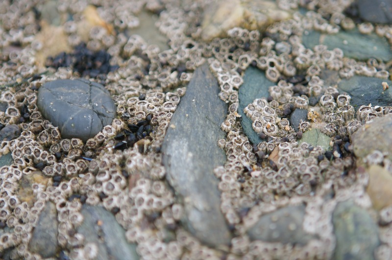 A bit lower picture with more DOF.
